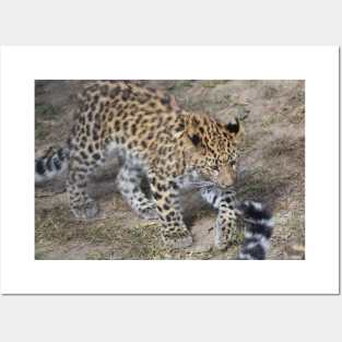 Leopard Cub Posters and Art